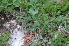 Astragalus buschiorum