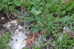 Astragalus buschiorum