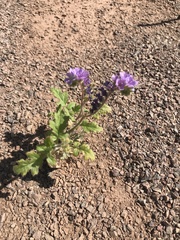 Phacelia crenulata