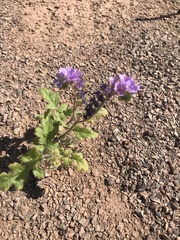 Phacelia crenulata