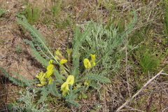 Astragalus buchtormensis