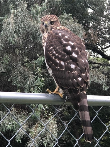 Cooper's Hawk photographed in North Dakota