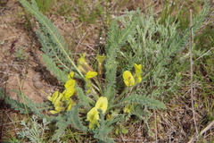 Astragalus buchtormensis