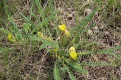 Astragalus buchtormensis