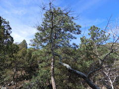 Pinus arizonica