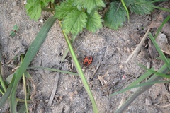 Pyrrhocoris apterus