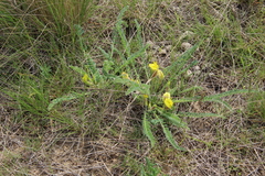 Astragalus buchtormensis