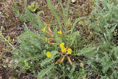 Astragalus buchtormensis