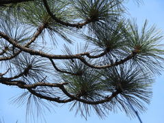 Pinus arizonica