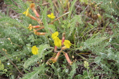Astragalus buchtormensis