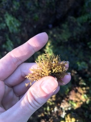 Lomentaria hakodatensis