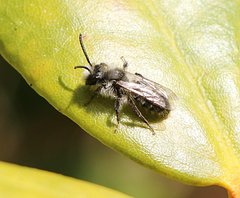 Andrena cineraria