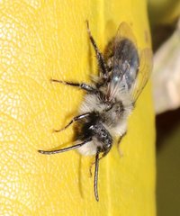 Andrena cineraria