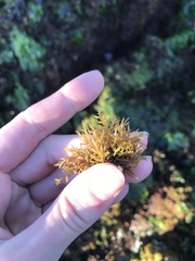 Lomentaria hakodatensis