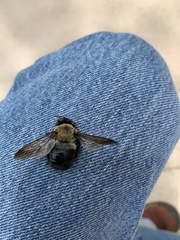 Xylocopa virginica