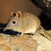 Eastern Rock Sengi - Photo (c) Wynand Uys, some rights reserved (CC BY)