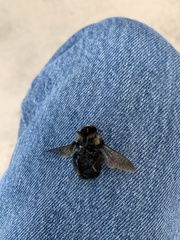 Xylocopa virginica