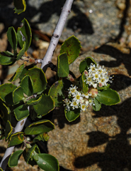 Ceanothus perplexans