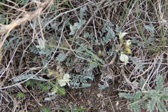 Astragalus humilis