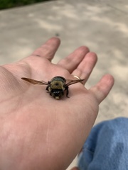 Xylocopa virginica