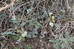 Astragalus humilis