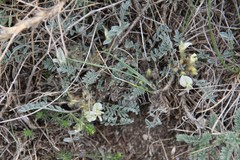 Astragalus humilis
