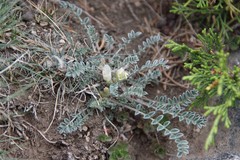 Astragalus humilis