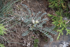 Astragalus humilis