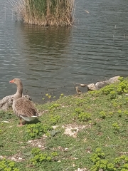 Anser anser domesticus