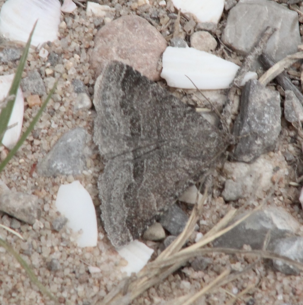 Dusty Lined Matigramma