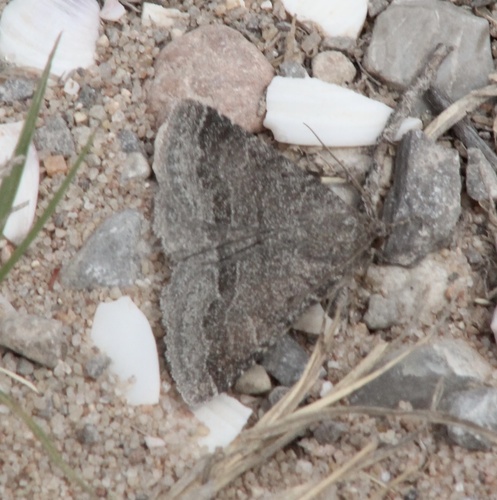Dusty Lined Matigramma