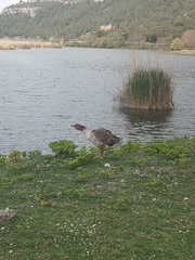 Anser anser domesticus