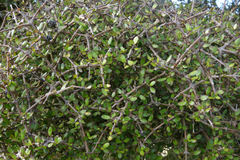 Coprosma propinqua propinqua