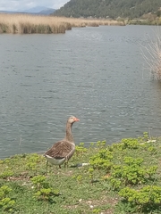 Anser anser domesticus