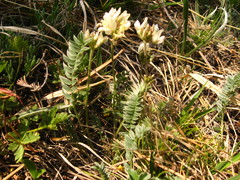 Oxytropis dasypoda