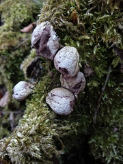 Lycoperdon