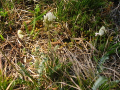 Oxytropis dasypoda