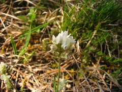 Oxytropis dasypoda