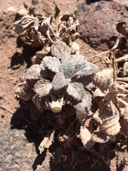 Urmenetea atacamensis