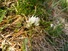Oxytropis dasypoda