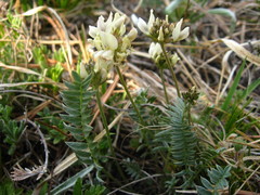 Oxytropis dasypoda