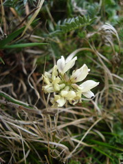 Oxytropis dasypoda