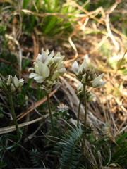 Oxytropis dasypoda