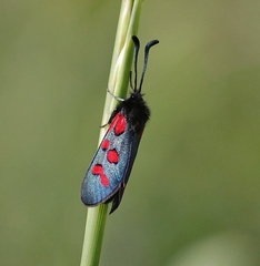 Zygaena oxytropis