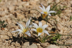 Romulea bulbocodium