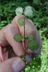 Melicytus micranthus