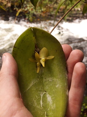 Pleurothallis apopsis