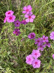 Phlox drummondii