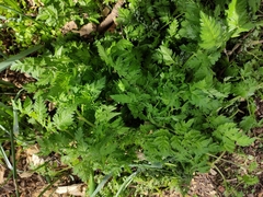 Anthriscus sylvestris