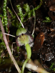 Corybas vitreus